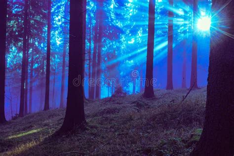 The evergreen forest stock photo. Image of outdoor, beautiful - 182242588