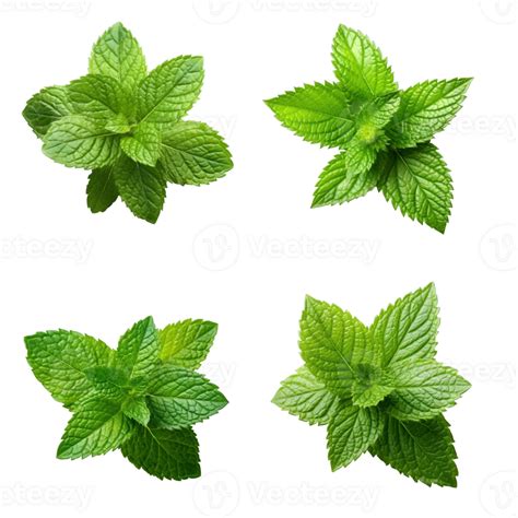 Fresh Green Mint Leaves Isolated On Transparent Background Created