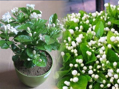 Mogra Flower Plant How To Grow Care Benefits