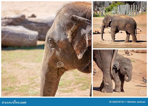 Collage Of Elephant Images Stock Photo Image Of Herbivore 202670732