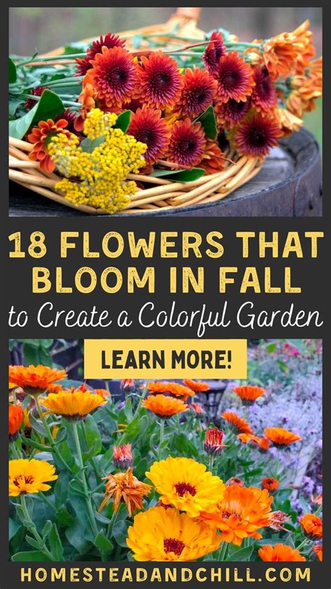 Best Fall Flowers 18 Flowers That Bloom In Fall Artofit