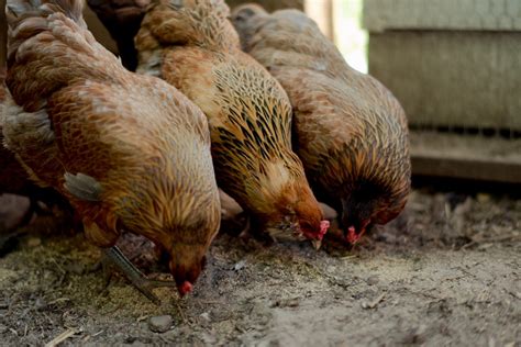 Backyard Chicken Flock Best Breeds For Suburbia Oak Abode