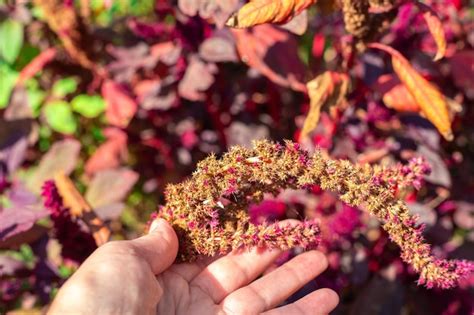 Sementes de amaranto vegetal vermelho em um galho de planta na mão do