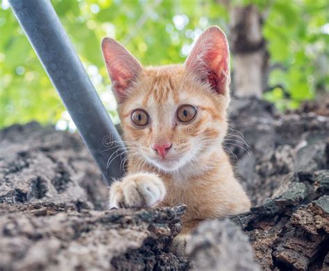 Cute Kitten On Tree Stock Photo Image Of Backyard Tame 78175396