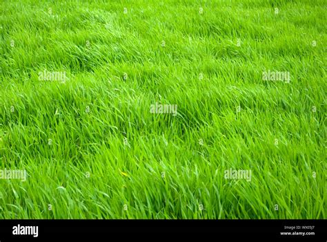 Beautiful Green Lawn Freshly Mowed Hi Res Stock Photography And Images