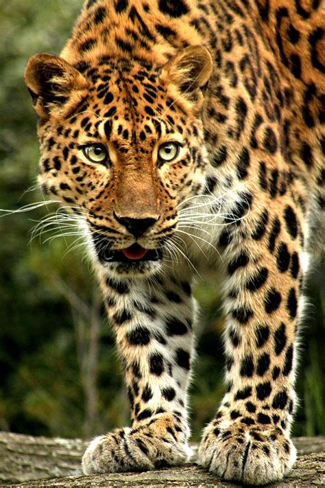 Amazon Rainforest Animals Leopard Facts Rainforest Animal