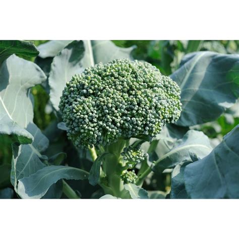 Waltham Broccoli Vegetable Seeds