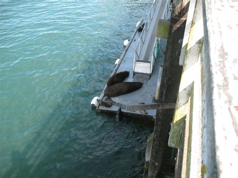 Lazy Harbor Seals At The Santa Cruz Wharf Santa Cruz Wharf Santa