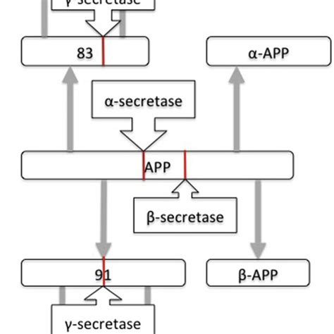 Amyloid Precursor Protein Metabolic Pathways App ¼ Amyloid Precursor