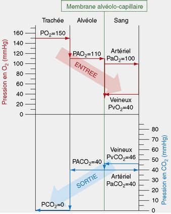 R Gulation Des Gaz Du Sang Medicine Key