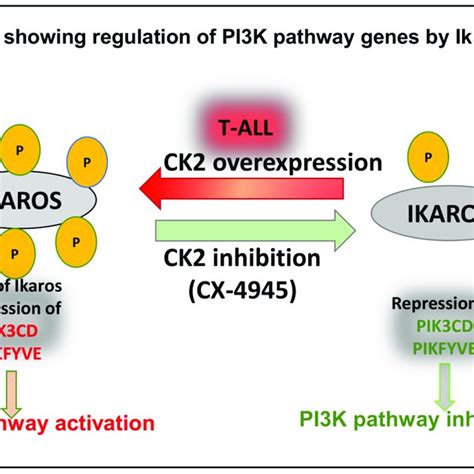 Pdf Transcriptional Regulation Of Pik Cd And Pikfyve In T Cell Acute