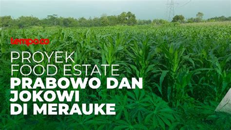 Proyek Food Estate Prabowo Dan Jokowi Di Merauke Tempo Co