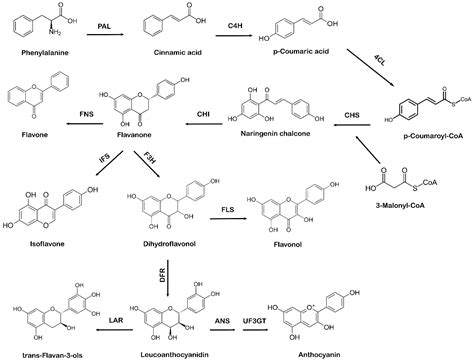 Flavonoid Production In Plant Metabolic Engineering Encyclopedia Mdpi