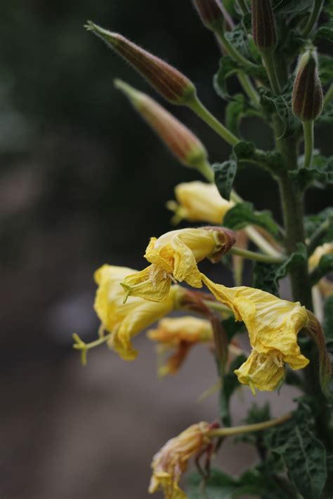 Onagra Flores Planta Oenothera Foto Gratis En Pixabay