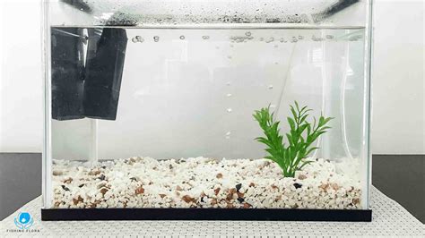 Can You Put Gravel In Fish Tank After Water Tank Setup