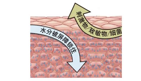 到底什么是皮肤屏障受损很多人理解错了难怪皮肤越来越差 知乎