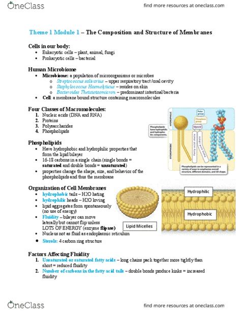 BIOLOGY 1A03 Lecture Notes Fall 2018 Lecture 1 Respiratory Tract