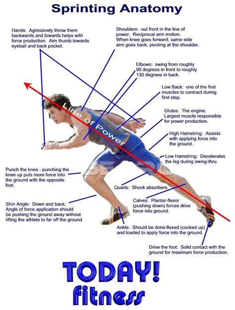 Sprinting Vs Long Distance Venn Diagram Sprinting Anatomy