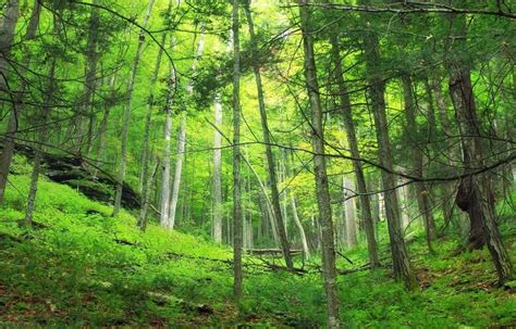 Bosques tipos y nombres Asociación para la Recuperación del Bosque