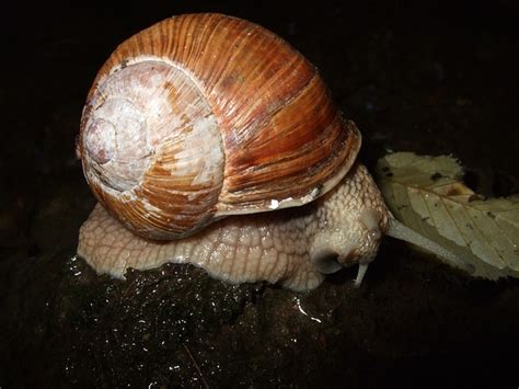 snail shell mucus creeping  photo  pixabay pixabay