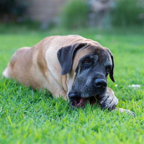 Top 10 Best Large Dog Breeds For Families With Children