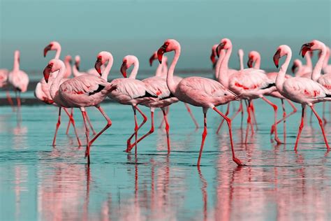 Une Image De Flamants Roses Dans L Eau Tappy Fr