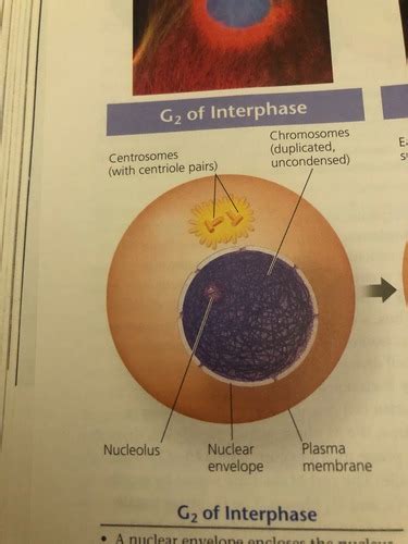 APBIO Mitosis Stages Flashcards Quizlet