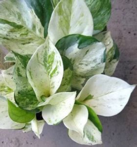 Types Of Pothos To Add To Your Collection Plants Of Merit