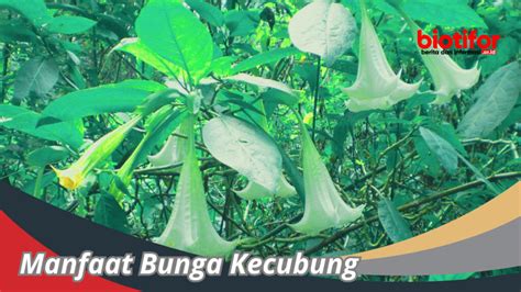 Manfaat Bunga Kecubung : Keajaiban Bunga Yang Mempesona