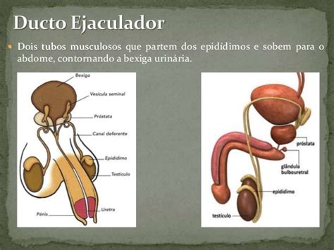 Sistema Reprodutor Masculino