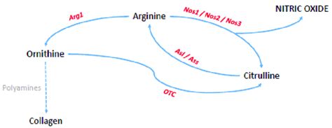 Schematic representation of the arginine-citrulline-nitric oxide ...