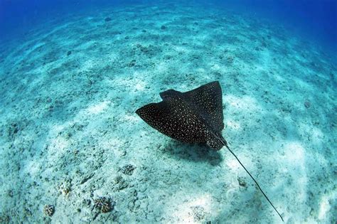 Marine life in El Nido - Eagle Ray - Palawan Divers