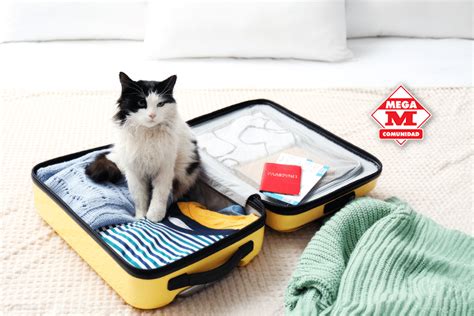 Consejos Para Viajar Con Mascotas Megamaxi