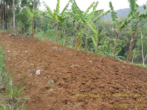 Budidaya Jagung Hibrida Di Lahan Tadah Hujan