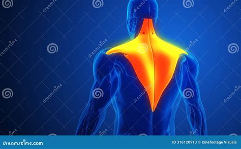 Trapezius Muscle Pain With Blue Background Stock Photography