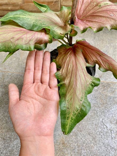 Big Pink Ruffles Florida Caladium Furniture Home Living Gardening