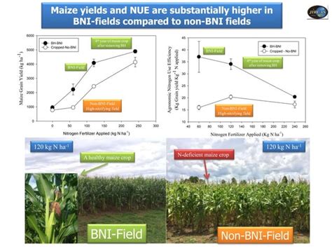 Biological Nitrification Inhibition Bni In Plants Implications For