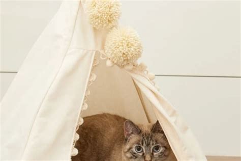 Tipi Pour Chat Fabriquer Tutos Et Id Es Pour Choyer Votre Matou