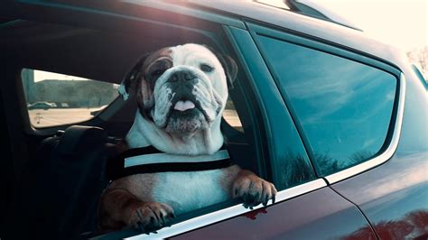 Como Llevar Al Perro En El Coche Ford Es