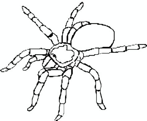 Tarantula Coloring Pages Best Coloring Pages For Kids