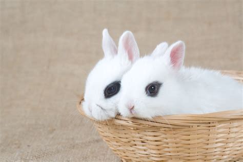 Dwarf Hotot Rabbits: Eyes of the Fancy - The Rabbit Hop