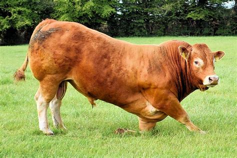 10+ Free Male Cow & Male Images - Pixabay