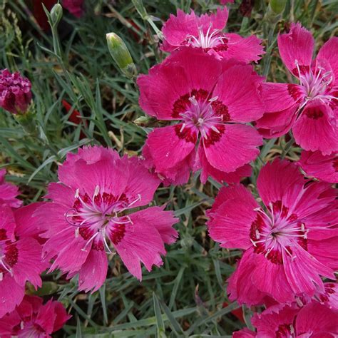 Pfingstnelke Dianthus gratianopolitanus Rotkäppchen rosa