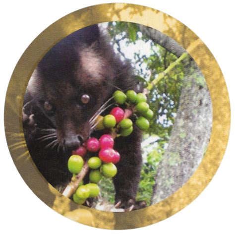 Kopi Luwak World S Most Exclusive Expensive Coffee Beans