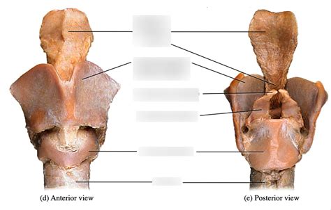 Cadaver Cartilage Larynx Diagram Quizlet