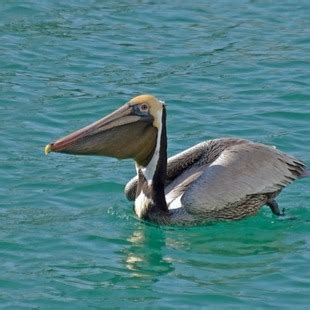 Pelecanidae | WikiAves - A Enciclopédia das Aves do Brasil