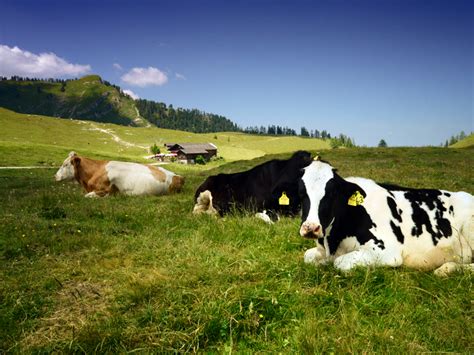 Oh Mein Gras Mein Leben Auf Der Postalm Urlaub Im Tennengau