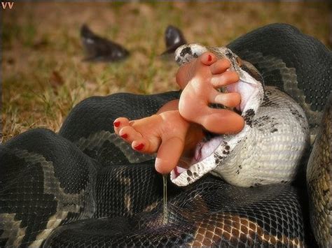 Snake Vore