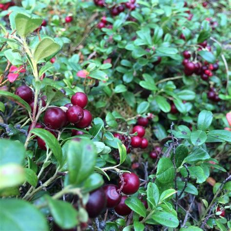 Cranberry Early Black Vaccinium Macrocarpon Early Black günstig kaufen