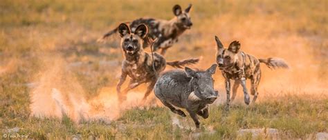 Warthog Africa Geographic